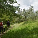 Terzo Paradiso Assisi mit dem Franziskuskreis Olivenbäume in der Natur mit Wanderweg