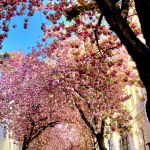 Das Kirschblütenfest in Bonn